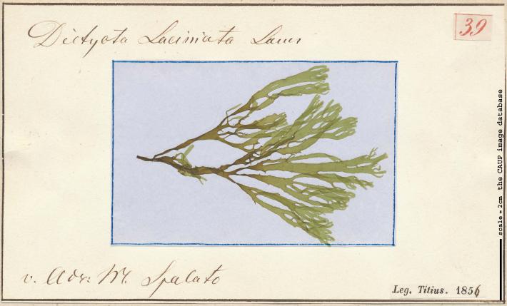 Dictyota laciniata_39.jpg